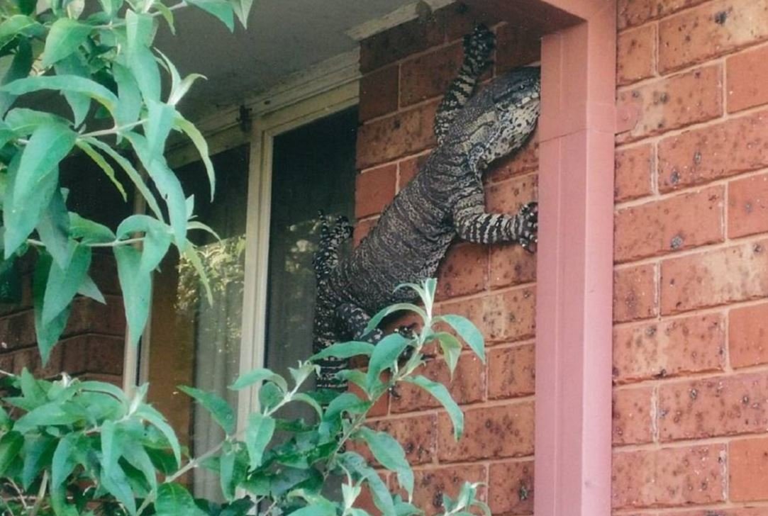 goanna.jpg