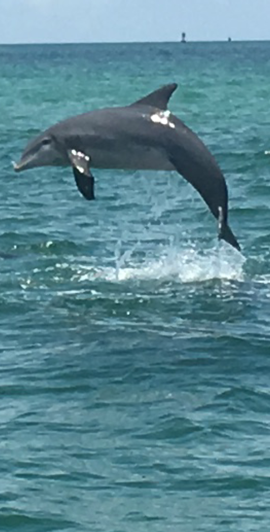 dolphin.png