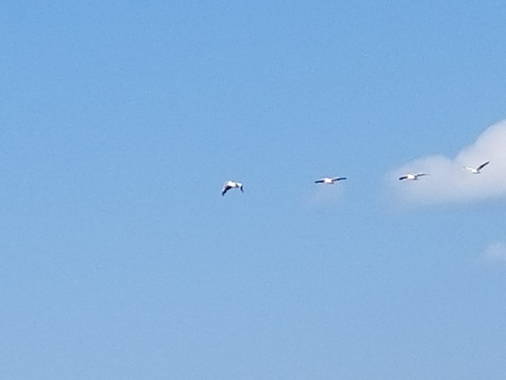 20170903_162410 (Medium).jpg