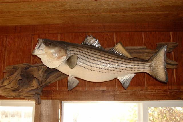 15 striper.JPG